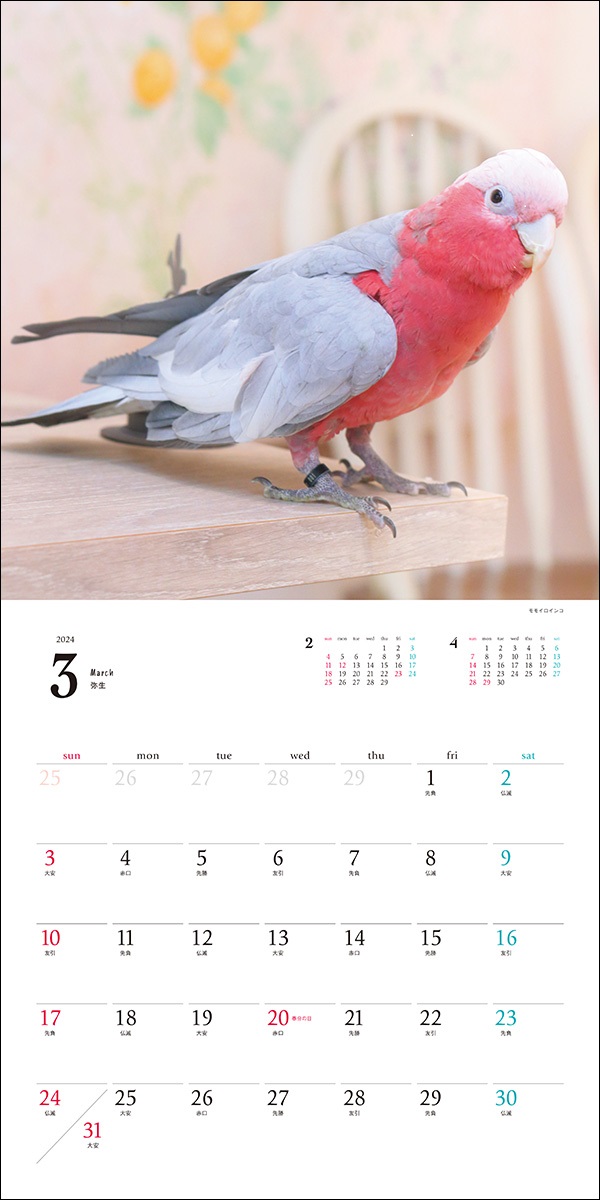 COM. Calendar 2024年サイン入り Amazon.co.jp: 直筆サイン入り 兒玉七海（旧小倉七海）2024年